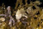 Sargassum Frogfish 01t baby 0910 Histrio histrio