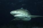 Lemon Shark 046 7488