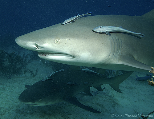 Lemon Shark 031 7403