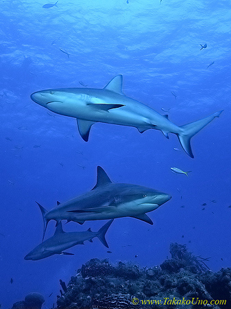 Carribbean Reef Shark 003c 6943