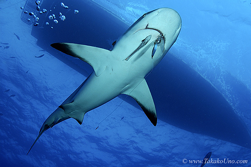 Carribbean Reef Shark 050 7116 hook in mouth