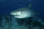 Tiger Shark 009c 7394