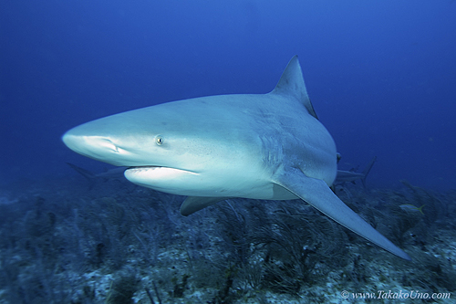 Bull Shark 023ca 7870