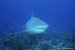 Bull Shark 014ca 7856