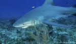 Bull shark 009 7703