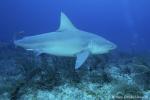 Bull Shark 027ca 7883