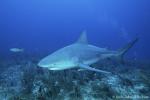 Bull Shark 030 7887