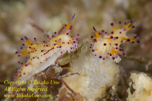 Aegires villosus Nudi 35tc 1137