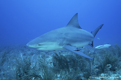 Bull Shark 035 7896