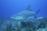 Bull Shark 035 7896