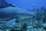 Bull Shark 011 7708