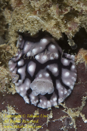 Paradoris liturata Nudi 13tc note the Gills 0563