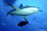 Carribbean Reef Shark 020c 6951