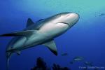 Carribbean Reef Shark 039 7062