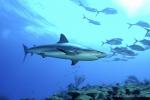 Carribbean Reef Shark 043 7089