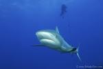 Carribbean Reef Shark 042c 7086