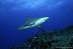 Carribbean Reef Shark 045 7107