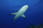 Carribbean Reef Shark 051 7118