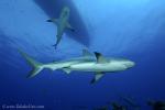 Carribbean Reef Shark 046 7108
