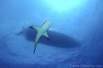 Carribbean Reef Shark 047 7109
