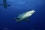 Carribbean Reef Shark 052 7120
