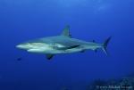 Carribbean Reef Shark 054c 7122
