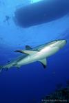 Carribbean Reef Shark 057 7129