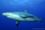 Carribbean Reef Shark 058 7131