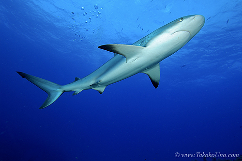 Carribbean Reef Shark 056 7128