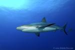 Carribbean Reef Shark 055 7126