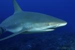 Carribbean Reef Shark 079 7217