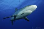 Carribbean Reef Shark 072c 7189