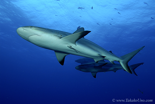 Carribbean Reef Shark 071c 7186