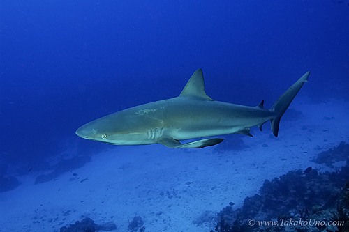 Carribbean Reef Shark 062 7153