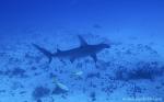 Great Hammerhead Shark 004c 7760