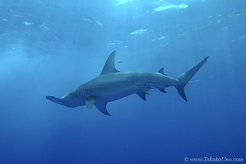 Great Hammerhead Shark 021c 7942