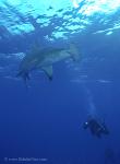 Great Hammerhead Shark 015ca 7803