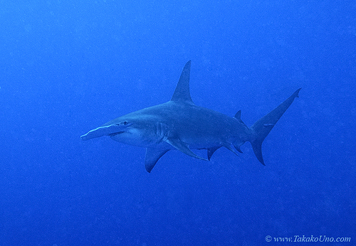 Great Hammerhead Shark 009c 7793