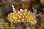 Cadinella ornatissima Nudi 22tc 9358