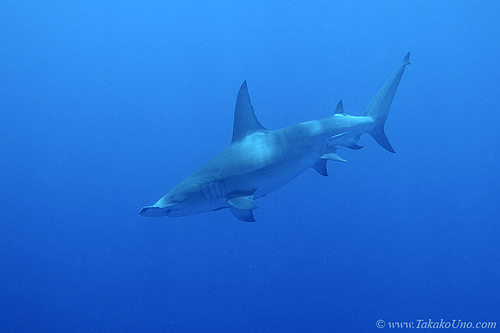 Great Hammerhead Shark 022c 7954