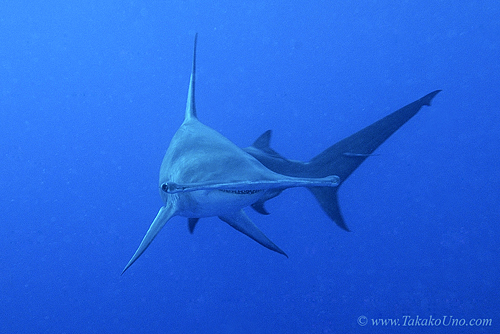 Great Hammerhead Shark 010c 7794