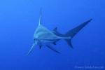 Great Hammerhead Shark 010c 7794