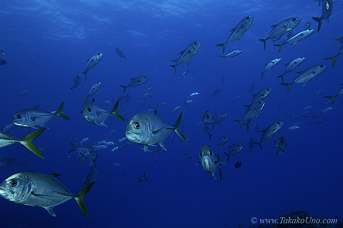 Horse Eyed Jacks 02 7164