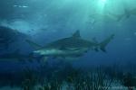 Lemon Shark 034 7423