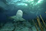 Lemon Shark 035 7430