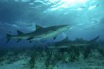 Lemon Shark 048 7499