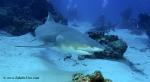 Lemon Shark 027 7301