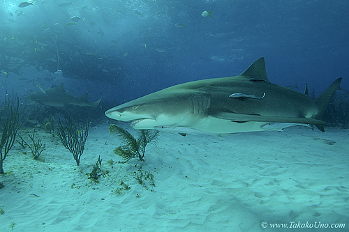 Lemon Shark 052c 7523