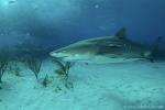 Lemon Shark 052c 7523