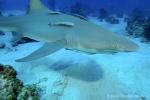 Lemon Shark 026 7261